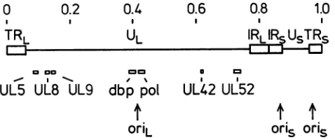 FIG.1.tively)pictedHSV-1.lines.originsproteins Locations of DNA replication genes in the genome of The prototype arrangement of the HSV-1 genome is de- with the long and short repeat regions (IRL and IRS, respec- as open boxes and the long and short unique