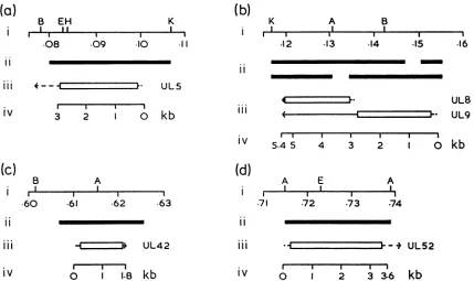 FIG. 2.EcoRI;characterizedlocation,al.indicates (52); Organization of HSV-1 DNA replication genes