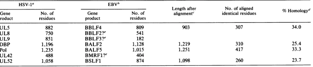 TABLE 1. Comparisons of the amino acid sequences of HSV-1 and VZV DNA replication proteins