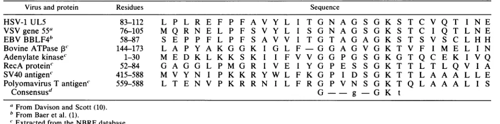 TABLE 3. Possible ATP-binding sites in herpesvirus proteins