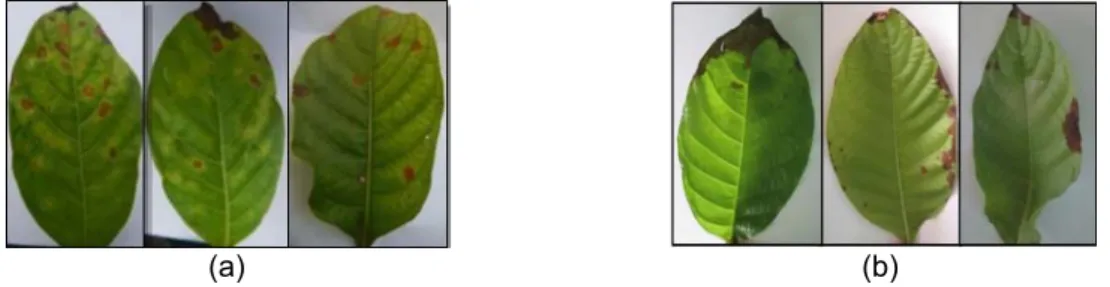 Figure 3. The image of the diseased leaf (a) Leaf spot disease (b) Leaf blight disease 