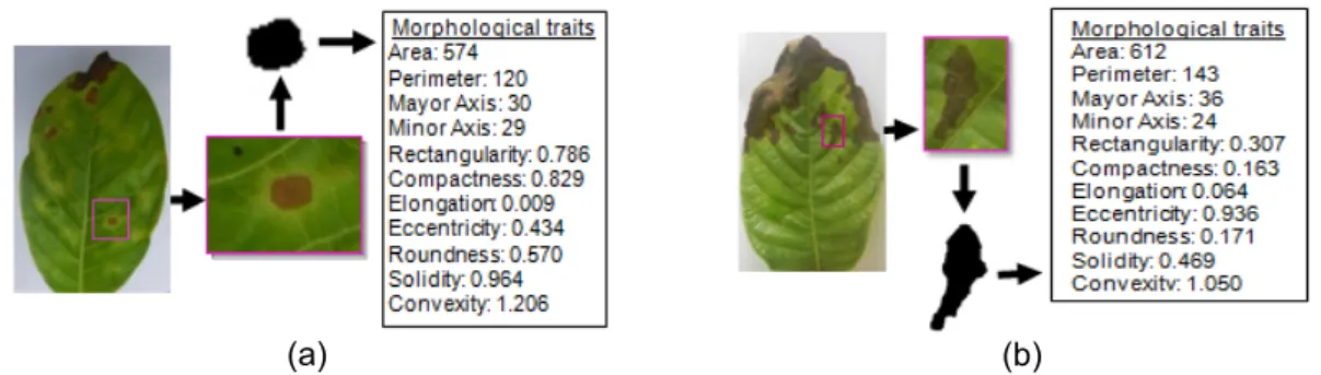 Figure 7. Calculation morphological features (a) Leaf spot disease (b) Leaf blight disease 