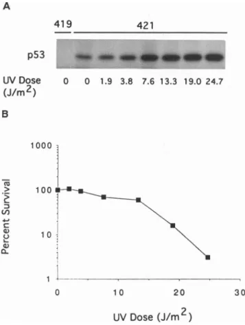 FIG. 1. Increase in p53 as a function of UV dose and inhibition of colony formation ability