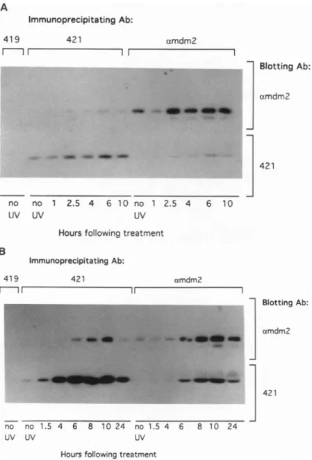 FIG. 2. Levels of p53 and mdm-2 change as a function of dose. (A) C127 cells were treated with a UV dose of 3.8 J/m2, harvested at the indicated times following treatment, and incubated with either PAb419 (negative control), PAb421 (specific for p53), or m