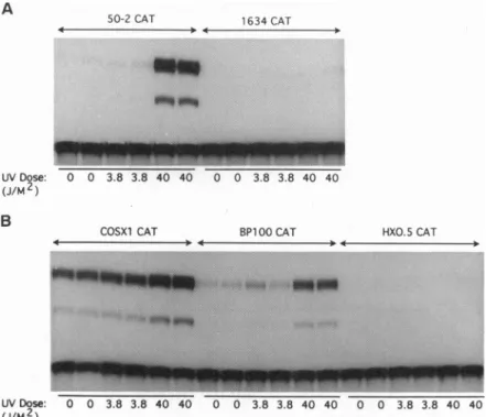 FIG. 3. p53 transcriptional transactivation activity is increased in response to UV light