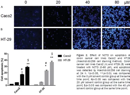 Figure 2. Effect of NCTD on apoptosis of colon cancer cell lines Caco2 and HT29 (Hoechst-33258 cell staining method)