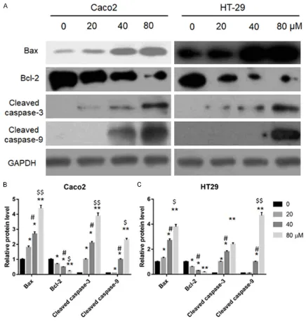 Figure 4. NCTD effects on apoptosis-related molecules of colon cancer cell lines Caco2 and HT29