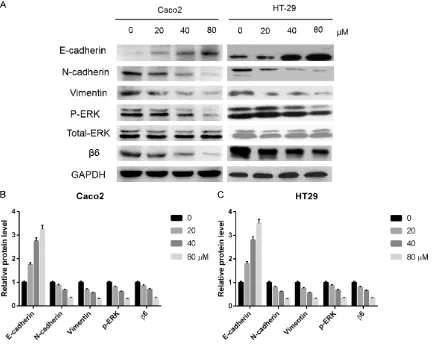 Figure 6. Effect of norcantharidin on the migration of colon cancer cell lines Caco2 and HT29