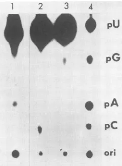 FIG. 2.digestioncleotides:monophosphates.(pC).theLane[32P]UTP High-voltageionophoreticseparation of P1nucleaseproducts