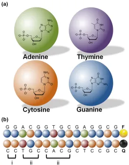 Figure 2.1. Schematic illustration showing (a) the coarse grained representation of four 