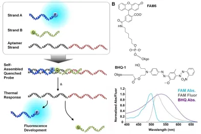 Figure 2.2. Schematic of Fluorescent Structure-Switching DNA Probe. (A) Schematic of three-