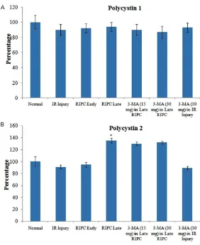 Figure 4. Influence of early and late phases of remote preconditioning (RIPC) along with 3-methyladenine (3-MA) on ischemia-reperfusion (IR)-induced changes in LC3-II/LC-1 ratio