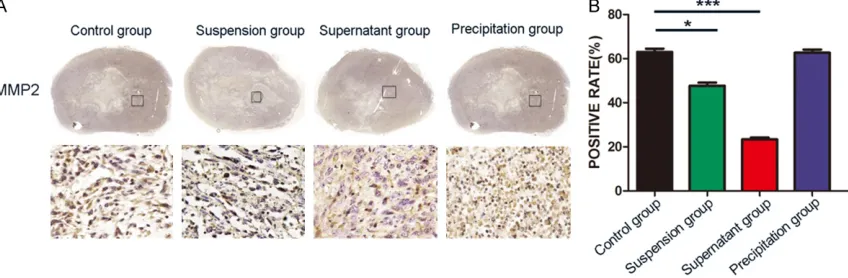 Figure 4. The supernatant of Bacillus subtilis natto cultured mixture restricted the malignant degree of tumors vivo100 in 