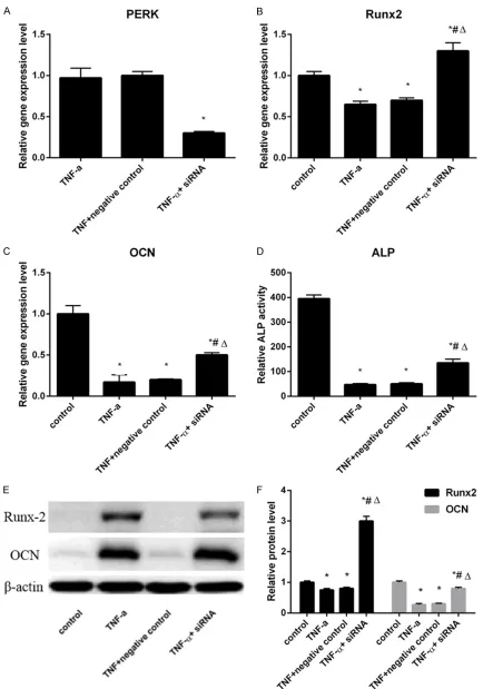 Figure 5. Effect of PERK siRNA on osteogenic differentiation of PDLSCs involving TNF-α