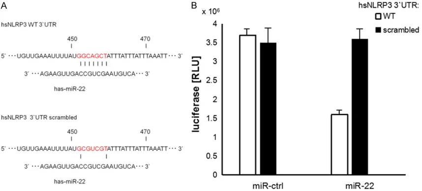 Figure 5. Bioinformatics analysis of the targets of miR-22 and luciferase reports. The luciferase reporter vector containing WT NLRP3-3’-UTR or mutant 3’-UTR was cotransfected with miR-22 or control into HEK293 cells