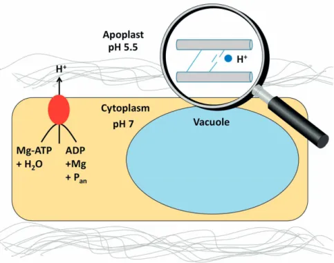 Figure 1: Apoplastic acidification is mainly driven by plasma membrane (PM) H + -ATPase (red  oval)