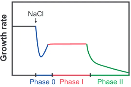 Figure 3: Model of three-phase growth reduction of maize by salt stress (Schubert 2011)
