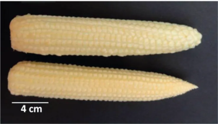 Figure 6: Photograph of a young maize cob 2 d after pollination (DAP). 