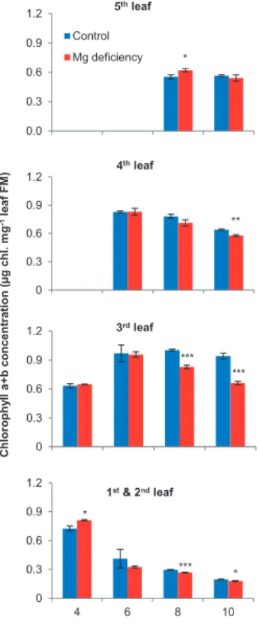 Figure 11: Effect of Mg nutrition on chlorophyll (a + b) concentrations of leaves of maize