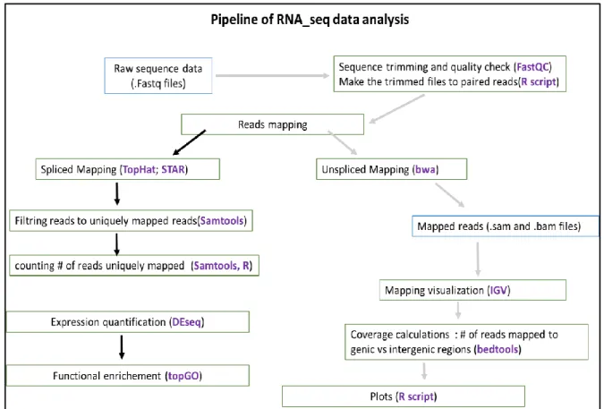 Figure 6: Pipeline used for RNA seq. data analysis. 