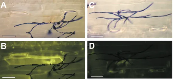 Figure 3.11: Induction of HR by application of 100 µM sylA in powdery mildew-infected wheat