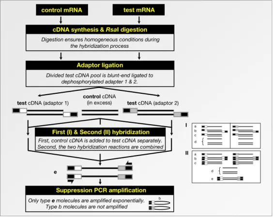 Figure 4.2: Schematic overview illustrating the suppression subtractive hybridization  technique