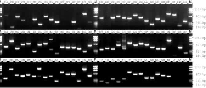 Figure 4.4: Liquid culture PCR. 5 µl of PCR was analyzed on 2 % (w/v) agarose gels and fragment  sizes were estimated by comparison to a DNA size marker