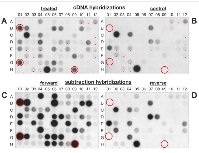 Figure 4.5: Dot blot investigation of differential expression. Duplicate membranes dot-blotted with  PCR fragments representing plate one of the  -screen are shown