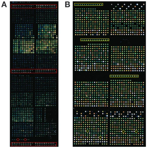 Figure 4.8: Test hybridizations of microarrays. Microarrays were  hybridized to a Cy3-labeled  random 17-mer oligonucleotide