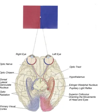 Figure 2.1 The primary visual pathway. The route that carries information centrally from the retina to thoseregions of the brain [10].