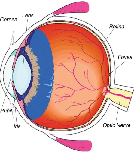 Figure 2.2 Schematic diagram of the human eye [11].