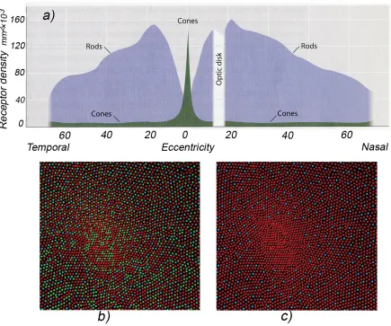 Figure 2.4 a)Density of rods and cones as a function of retinal eccentricity, b) and c) Representations of the reti-nal photoreceptor mosaic artiﬁcially colored to represent the relative proportions of L(colored red), M (green),and S (blue) cones in the human retina [10, 11].