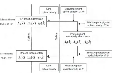 Figure 2.12 Procedure for deriving cone fundamentals as a function of ﬁeld size [49].