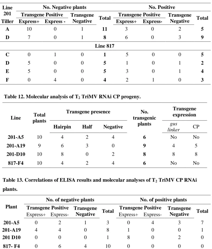 Table 13. Correlations of ELISA results and molecular analyses of T 2  TriMV CP RNAi  plants