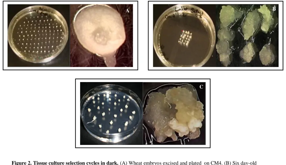 Figure 2. Tissue culture selection cycles in dark. (A) Wheat embryos excised and plated  on CM4