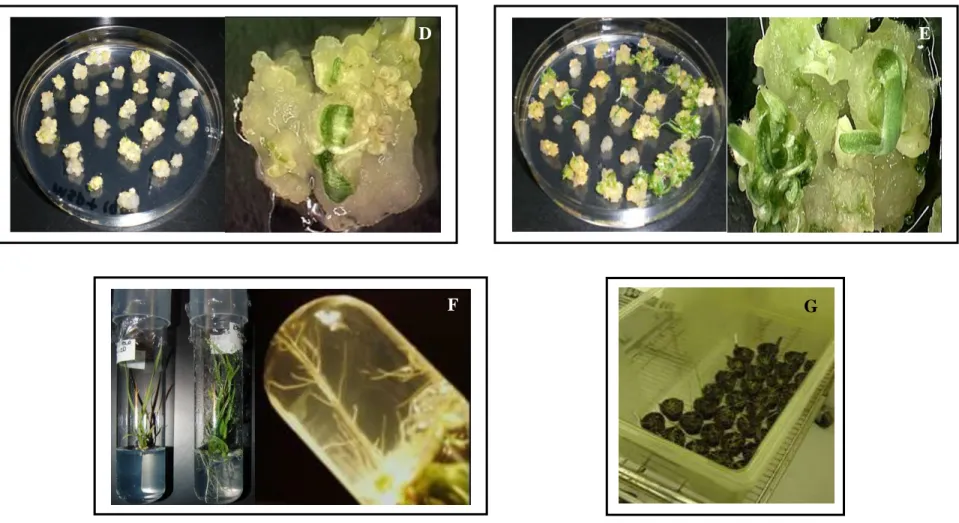 Figure 3. Tissue culture regeneration cycles in light (D) Embryogenic calli on shoot production medium (MSP)