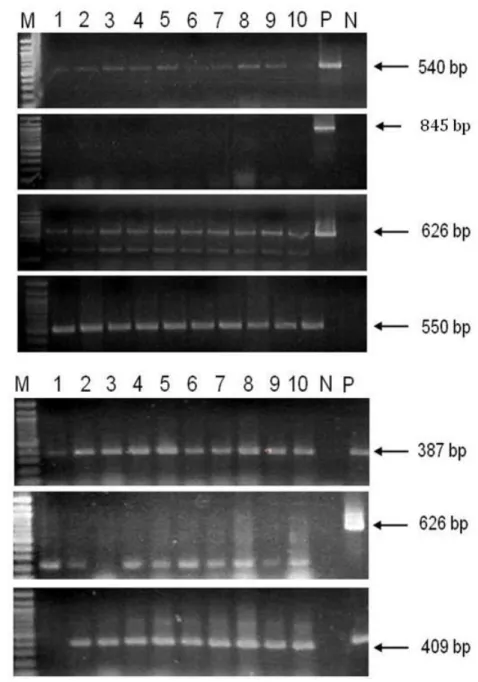 Figure  8. Molecular analyses of the T 2   WSMV CP RNAi  transgenic plant  line 110-B8