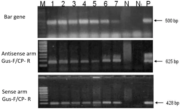 Figure 10. PCR analyses on gDNA of T 0  TriMV CP RNAi transgenic wheat. M,  100  bp  DNA  marker;  1-8,  eight  independent  transgenic  wheat  plants;  N 1 ,   non-transgenic  wheat  plant; N 2 ,  H 2 O;  P,  TriMV-pANDA  mini  (5  pM),  bombardment  vect