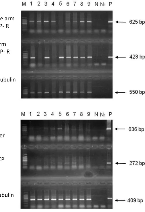 Figure 11. Molecular analyses of the T 2  TriMV CP RNAi transgenic plants line 201- A19