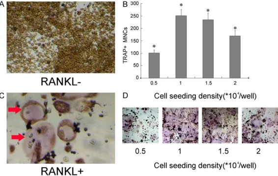 Figure 1. The effect of the seeding cell density on the RANKL-induced os-fied by 100×