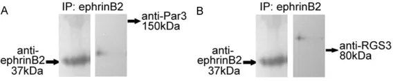 Figure 7. Effect of ephrinB reverse signaling on the expression of c-Fos, c-Jun and Nfatc1 during RANKL-induced osteoclast differentiation of RAW264.7 cells