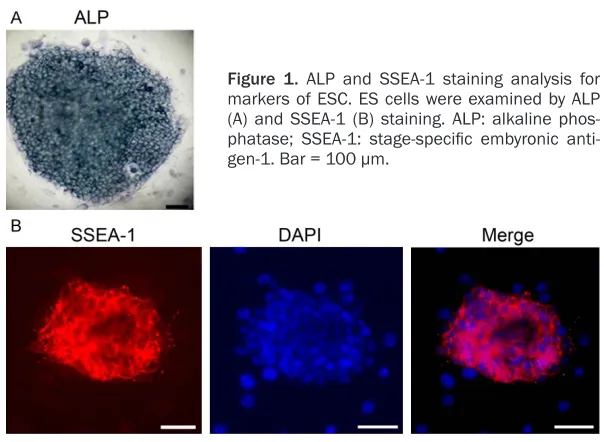 Figure 1. ALP and SSEA-1 staining analysis for markers of ESC. ES cells were examined by ALP 