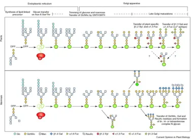Figure 1.13 N-linked Glycan Biosynthesis  