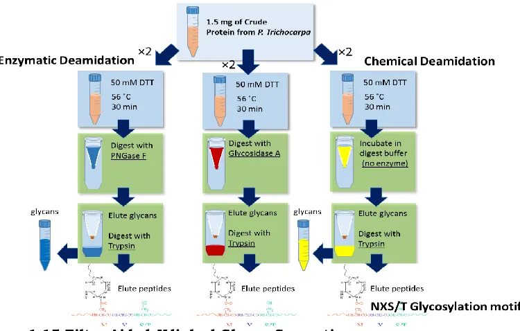 Figure 1.15 Filter Aided N-linked Glycan Separation  