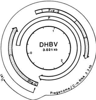 FIG.1.arrowsandencodesviral Schematic representation of the DHBV genome. The represent the three open reading frames as defined by start stop codons