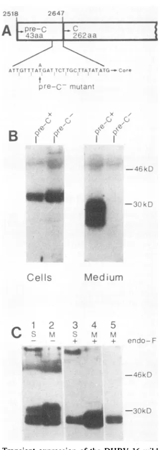 FIG. 4.antiseraC-terminaltheSamplesinfectedlyzed The secreted core proteins are C-terminally truncated