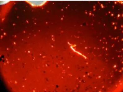 Figure 2.2. Polarized optical micrograph of 236 in the isotropic phase. Bright spots indicate a birefringent material suspended in the liquid (40 magnification)