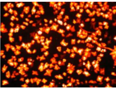 Figure 2.3. Polarized optical micrograph of 236 cooled from isotropic phase to an apparent liquid crystalline phase (100x magnification, 238 °C)