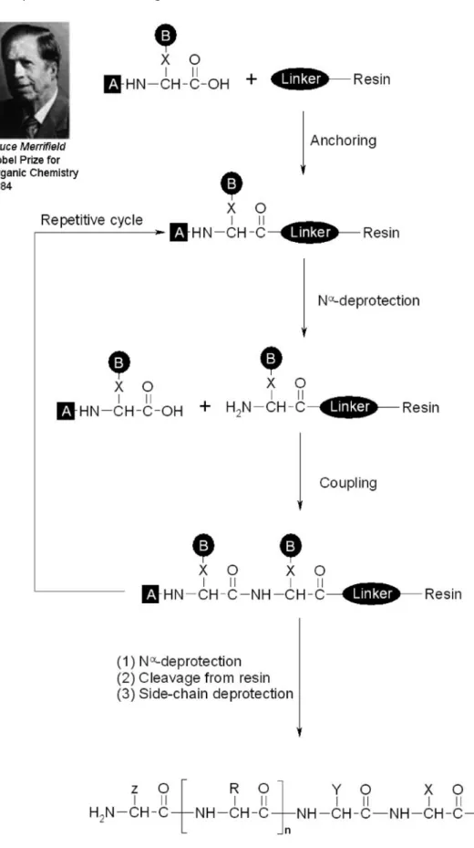 Figure 1 . Schematic presentation of the principles of solid-phase peptide synthesis [3].