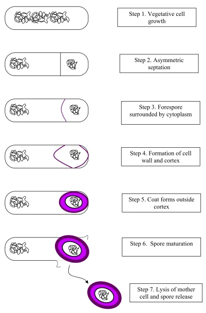 Figure 1.  Sporulation Steps 